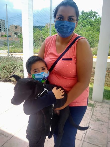 Se incrementan adopciones y esterilizaciones de animales de compañía en Guanajuato Capital