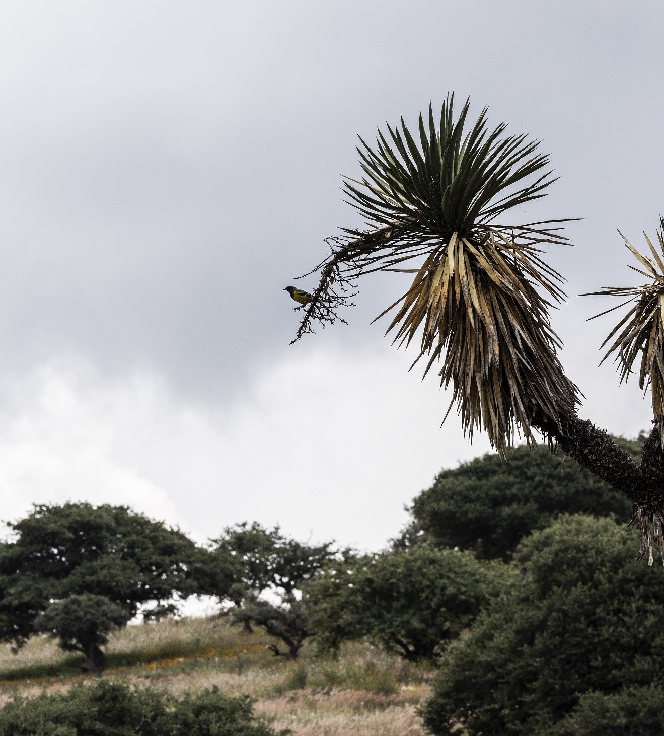 Fomentan la conservación de las Áreas Naturales Protegidas.