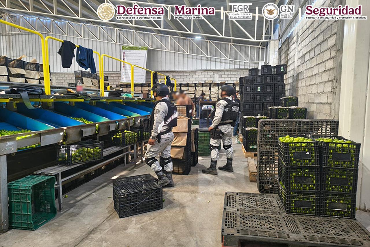 EN EL MARCO DEL PLAN MICHOACÁN POR LA PAZ Y LA JUSTICIA AUTORIDADES DETIENEN A 278 PERSONAS Y ASEGURAN MÁS DE 700 KILOS DE DROGA