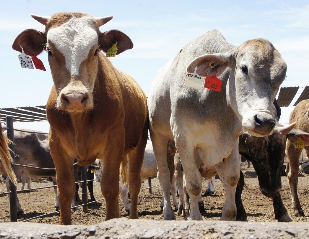 ALCANZA DETECCIÓN DE GUSANO BARRENADOR DEL GANADO A 50 POR CIENTO DE LAS ENTIDADES FEDERATIVAS.