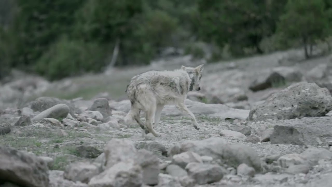 TRAS MEDIO SIGLO DE AUSENCIA, EL LOBO MEXICANO REGRESA A LA SIERRA MADRE OCCIDENTAL.
