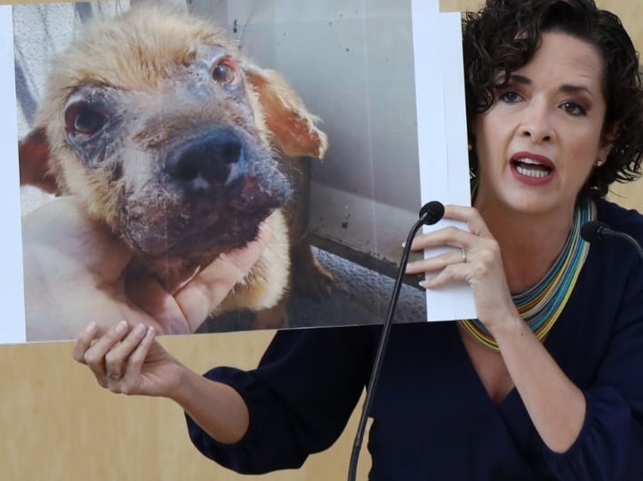 Isabel Ortiz Mantilla  Proponen fortalecer sanciones por maltrato y crueldad animal.